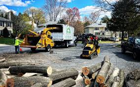 Best Arborist Consultation Services  in Elk Grove, CA