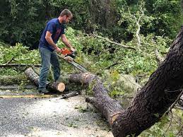 Best Tree Risk Assessment  in Elk Grove, CA