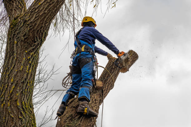 Best Palm Tree Trimming  in Elk Grove, CA