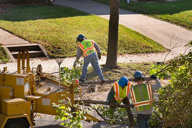 Best Hedge Trimming  in Elk Grove, CA