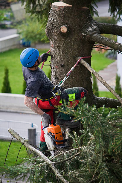 Best Lawn Disease Treatment  in Elk Grove, CA