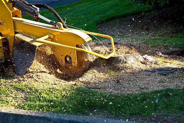 Best Residential Tree Removal  in Elk Grove, CA