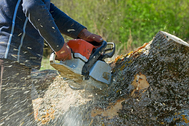 How Our Tree Care Process Works  in  Elk Grove, CA